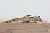 Squirrel, Jodhpur region, Rajasthan, India