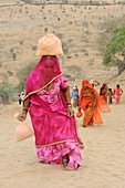 India, Rajasthan, Mukam surroundings, Jambeshwar festival, Bishnoi pilgrims climbing Samrathal dune