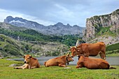 Spain, Asturias, Picos de Europa National Park, Lago Ercina