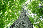 Yellow Birch Betula alleghaniensis in a old-growth, northern hardwood forest along the Saco River Trail during the summer months in Crawford Notch State Park of the White Mountains, New Hampshire USA