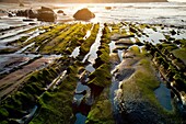 Flysch in the coast of Deba, Guipuzcoa, Basque Country, Spain