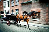 Tours in horse carriages in the center of Bruges, Flanders, Belgium