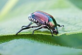 Japanese beetle, Popillia Japonica, chewing edge of a leaf