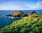 Bluebells growing on on the Pentire Headland overlooking Rumps Point near Polzeath, Cornwall, England, United Kingdom