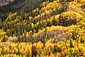The brilliant, vivid color of Colorado aspen trees in autumn