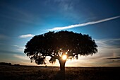 Sunet in Alentejo, Portugal, Europe