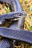 Large Whipsnake Coluber jugularis photographed in Israel in May