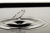 High-speed flash photograph liquid droplets  The droplet lands in the liquid and produces coronet