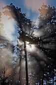 Sun filtering through mature fir wood and early morning mist in spring, Lower Saxony, Germany