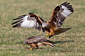 Red Kite, Milvus milvus, in flight , about to scavenge food from the ground, Lower Saxony, Germany