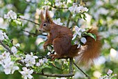 European Red Squirrel Sciurus vulgaris, sitting in flowering apple tree, Lower Saxony, Germany