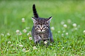 Kitten, walking across garden lawn, Lower Saxony, Germany