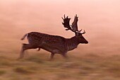 Fallow Deer Dama dama, Buck Running in Dawn Light, Royal Deer Park, Klampenborg, Copenhagen, Sjaelland, Denmark