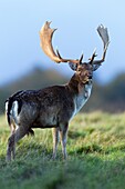 Fallow Deer Dama dama, Buck on Alert during the Rut, Royal Deer Park, Klampenborg, Copenhagen, Sjaelland, Denmark