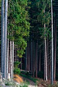 Norway Spruce Picea abies, Trees in Monoculture Forestry, Lower Saxony, Germany