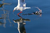 Black-headed Gull Larus ridibundus, Flying over Harbour Waters and Scavenging Food, Gillelije, Sjaelland, Denmark