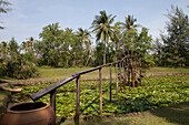 Teich mit Seerosen und Wasserrad in der Provinz Kampot, Kambodscha, Asien