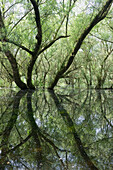 Silberweide am Ufer eines Altrheinarms, Rhein, Baden-Württemberg, Deutschland, Europa