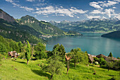 Blick über Bergwiese auf den Vierwaldstättersee, Weggis, Vierwaldstättersee, Kanton Luzern, Schweiz, Europa