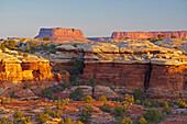 The Needles, Canyonlands National Park, Utah, USA, Amerika