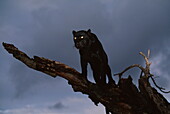 Black panther up on a dead tree on the lookout for prey, Panthera pardus