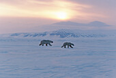 Männliche Eisbär verfolgt weibliche Eisbär während der Paarungszeit, Ursus maritimus, Spitzbergen, Norwegen