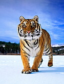 Siberian tiger in the snow, Panthera tigris, USA (taken under controlled conditions)