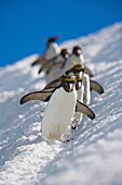 Goldschopfpinguine, Eudyptes chrysolophus, gleiten über das Gletschereis, Südgeorgien