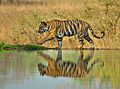 Männlicher Königstiger, Panthera tigris tigris, läuft um einen See herum, Bandhavgarh, Indien