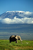 Afrikanischer Elefant, Loxodonta africana, mit Kilimanjaro im Hintergrund, Amboseli Nationalpark, Kenya, Afrika