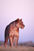 Löwin schaut in die Ferne, Panthera leo, Savuti Area, Chobe Nationalpark, Botswana