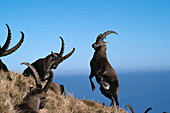 Alpine ibex males fighting, Capra ibex, Canton of Lucerne, Switzerland.