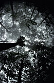 Regenwald, Blick ins Baumkronen des Dschungels im Morgenlicht, Venezuela, Südamerika
