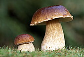 Bolete, an edible mushroom, fungi, Boletus aereus, New Forest, Hampshire, England, Great Britain