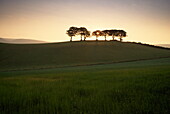 Silhouette of beach trees at sunrise, Exmoor National Park, Somerset, England, Great britain