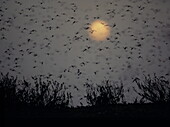 Desert locust swarm in flight, Schistocerca gregaria, Mauritania 1994