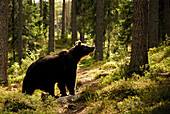 Braunbär, Ursus arctos, zwischen Bäume im Wald, Finnland