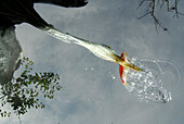 Graureiher, Ardea cinerea, fängt einem Fisch, Blick von unten, Unterwasser, England, Grossbritannien