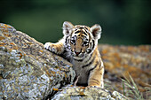 Königstigerjunges auf einem Felsen