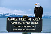 Bakd eagle on a warning sign, Homer, Alaska, USA, America