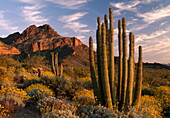 Brittlebush and cactuses under clouded sky, Ajo mountains, Sonoran desert, Organ Pipe Cactus National Park, Arizona, USA, America