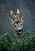 Roe deer male in falling snow, England, Great Britain, Europe