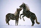 Two Black Forest horses in the snow