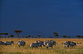 Zebra herd grazing under stormy sky, Masai Mara National Reserve, Kenya, Africa
