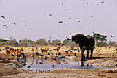 Elefant und Impalas trinken am Wasserloch, Savuti Gebiet, Chobe Nationalpark, Botswana, Afrika