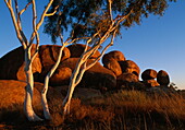 Devil's marbles, Felsbrocken und Eukalyptusbaum im Abendlicht, Northern Territory, Australien