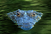 Head of a nile crocodile looking out of the water