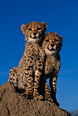 Cheetah cubs under blue sky