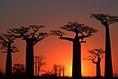 Baobab Bäume bei Sonnenuntergang, Morondava, Madagaskar, Afrika