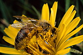 Honigbiene sammelt Pollen auf einer Blüte, England, Grossbritannien, Europa